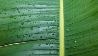 closeup yeşil muz yaprak doku arka plan, duvar kağıdı 