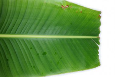 closeup yeşil muz yaprak doku ve uzay arka plan, duvar kağıdı 