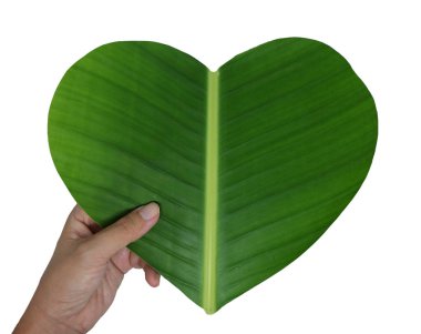 bir kalp şeklinde yeşil muz yaprağı tutan el  