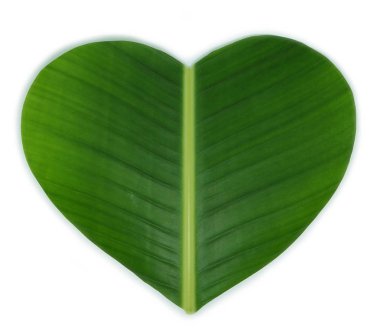 yeşil muz yaprak bir kalp şeklinde 