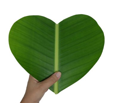 bir kalp şeklinde yeşil muz yaprağı tutan el  