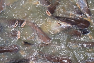 Yanardöner köpekbalığı çizgili yayın balığı sutchi yayın balığı su kolonisi