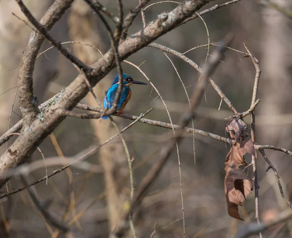 Kingfisher Alcedo Atthis Also Known Guarda Rios Male Leaves Lake — Stock Photo, Image