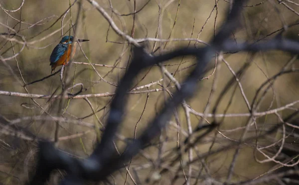 Kingfisher Alcedo Atthis Also Known Guarda Rios Male Leaves Lake — Stock Photo, Image