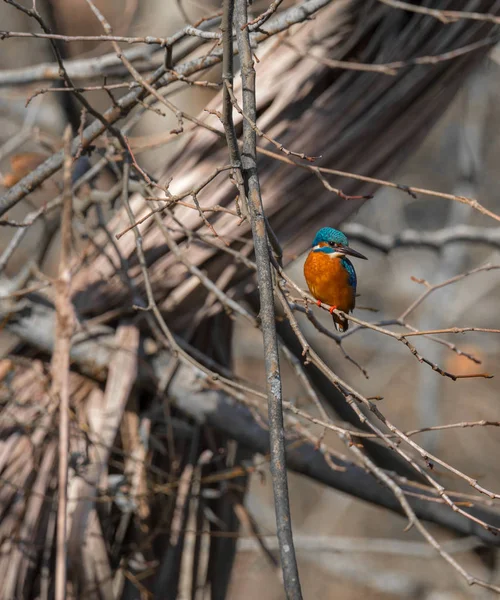 Kingfisher Alcedo Atthis También Conocido Como Guarda Rios Este Macho — Foto de Stock