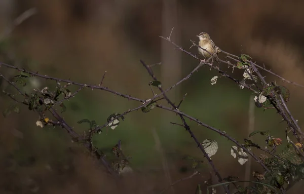 Cisticola Juncidis Fuinha Dos Juncos Dans Une Branche Ronces Braga — Photo