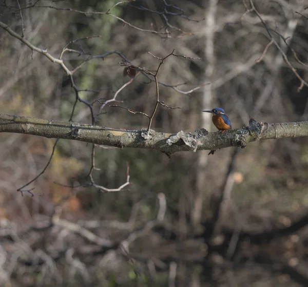 Kingfisher Alcedo Atthis También Conocido Como Guarda Rios Este Macho — Foto de Stock