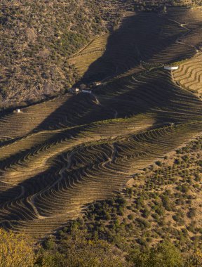 9 Ekim 2019 - Sao Joao da Pesqueira, Viseu, Portekiz 'deki Unesco Dünya Mirası, Douro Vadisi' nin sonu gelmeyen 