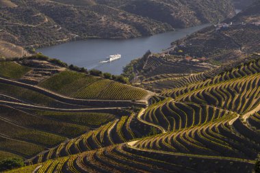 UNESCO World Heritage, the Douro Valley beautiful endless lines of Vineyards, in Sao Joao da Pesqueira, Viseu, Portugal. clipart