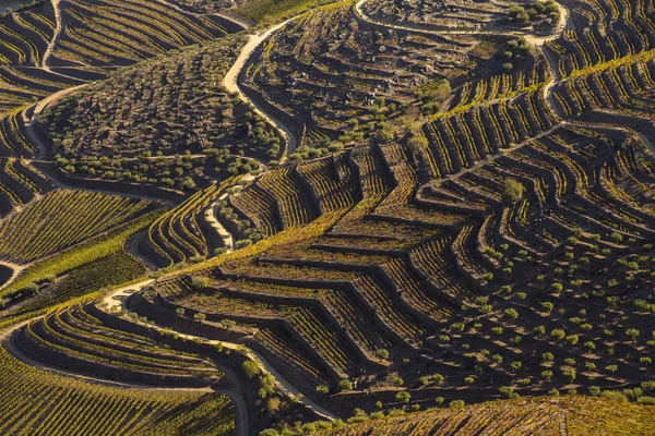 Unesco Világörökség Douro Völgy Gyönyörű Végtelen Szőlőültetvények Sao Joao Pesqueira — Stock Fotó