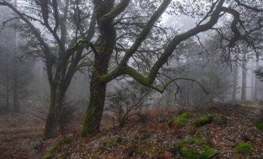 Mistik Eski Ağaçlar, sisli bir kış sabahı, Geres Ulusal Parkı, Portekiz.