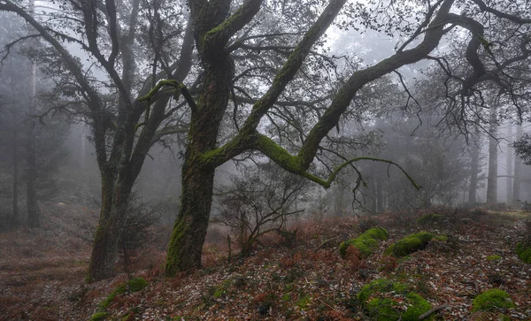 Vieux Arbres Mystiques Dans Matin Brumeux Hiver Parc National Geres — Photo