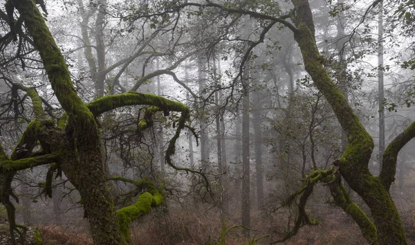 Vieux Arbres Mystiques Dans Matin Brumeux Hiver Parc National Geres — Photo