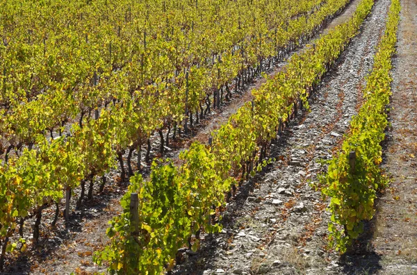 Unesco Dünya Mirası, Portekiz 'in Vila Nova de Foz Coa şehrindeki Douro Vadisi' nin sonsuz bağları..