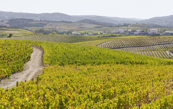 Patrimonio Dell Umanità Unesco Bellissime Linee Infinite Dei Vigneti Della — Foto Stock