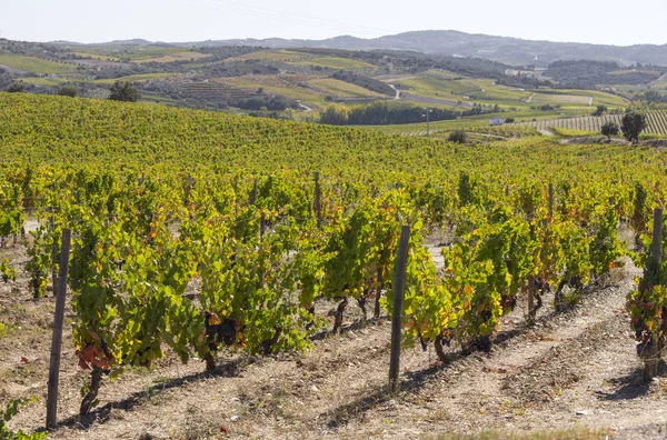 Patrimonio Dell Umanità Unesco Bellissime Linee Infinite Dei Vigneti Della — Foto Stock