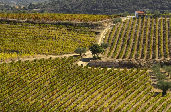 Unesco Werelderfgoed Prachtige Eindeloze Lijnen Van Douro Vallei Wijngaarden Vila — Stockfoto