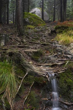 Old pine trees roots in the path through the lost woods, UNESCO World Heritage Geres National Park, Portugal.