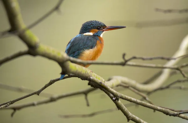 Kingfisher Alcedo Atthis Also Known Guarda Rios Female Leaves Lake — Stock Photo, Image