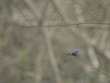 Kingfisher (Alcedo atthis) also known as 