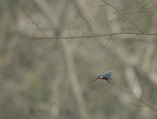 Kingfisher Alcedo Atthis También Conocido Como Guarda Rios Esta Hembra — Foto de Stock