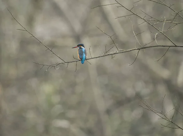 Kingfisher Alcedo Atthis También Conocido Como Guarda Rios Esta Hembra — Foto de Stock