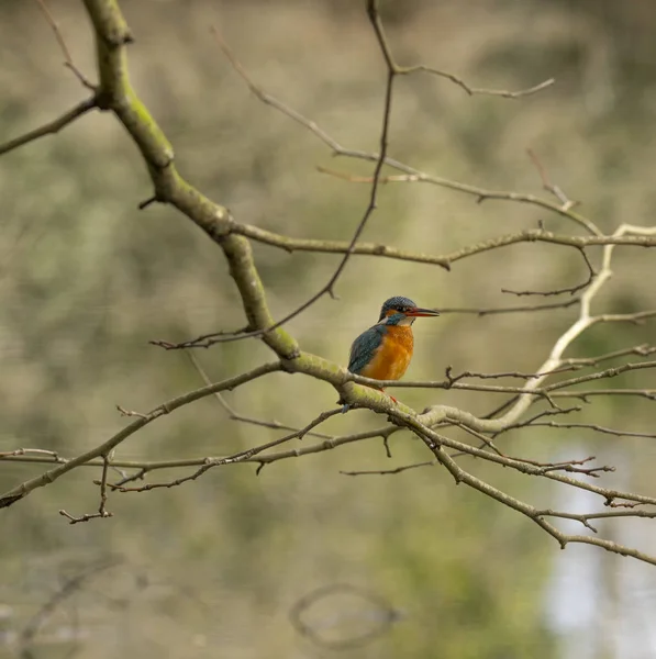 Kingfisher Alcedo Atthis Also Known Guarda Rios Female Leaves Lake — Stock Photo, Image