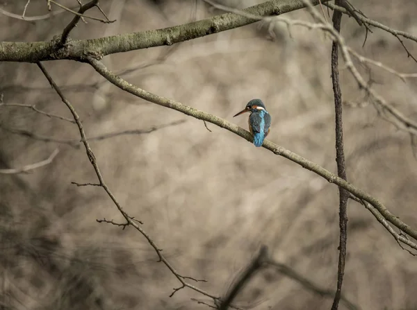 Kingfisher Alcedo Atthis Also Known Guarda Rios Female Leaves Lake — ストック写真