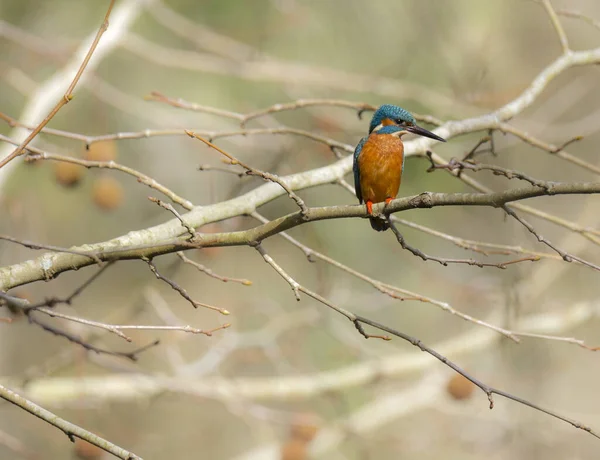 キングフィッシャー Alcedo Atthis グアルダ リオス とも呼ばれ ポルトガルのエソゼンデ 英語版 のカヴァド川河口近くの湖に葉を残す — ストック写真