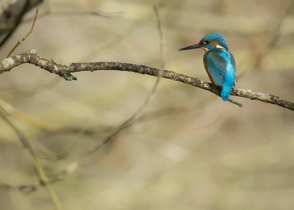 Kingfisher Alcedo Atthis Také Známý Jako Guarda Rios Tento Samec — Stock fotografie