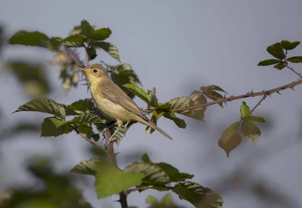 Hippolais Polyglotta Felosa Poliglota Gelber Singvogel Fotografiert Praga Portugal — Stockfoto