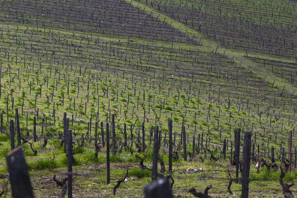 Unesco Werelderfgoed Prachtige Eindeloze Lijnen Van Douro Vallei Wijngaarden Vila — Stockfoto