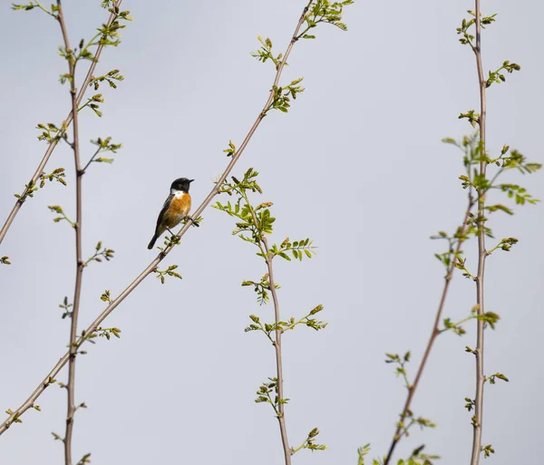 Saxicola Rubicola Cartaxo Comum Männlicher Singvogel Frühling Braga Portugal — Stockfoto