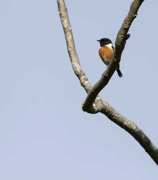 Saxicola Rubicola Cartaxo Comum Male Songbird Spring Braga Portugal — Stock Photo, Image