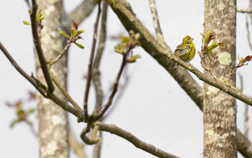 Serinus serinus (Chamariz) cute yellow songbird in Braga, Portugal.