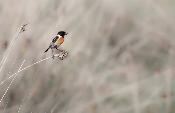 Saxicola Rubicola Cartaxo Comum Männlicher Singvogel Frühling Esposende Braga Portugal — Stockfoto