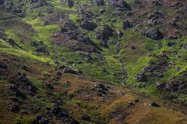 İber Kurdu, Geres Ulusal Parkı, Minho, Portekiz.