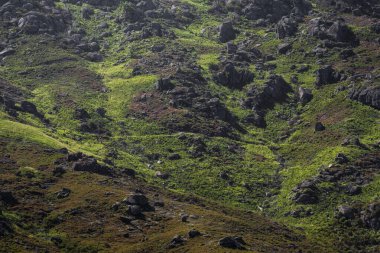 İber Kurdu, Geres Ulusal Parkı, Minho, Portekiz.