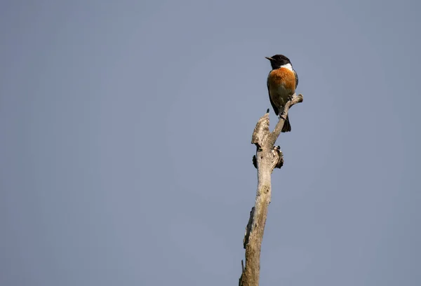 Птица Saxicola Rubicola Cartaxo Comum Весной Браге Португалия — стоковое фото