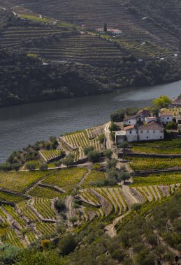 UNESCO Dünya Mirası, Douro Vadisi, Peso da Regua, Vila Real, Portekiz 'deki sonsuz bağlar..