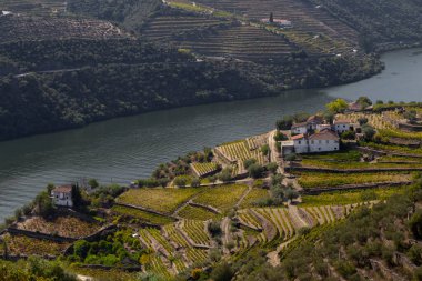 UNESCO Dünya Mirası, Douro Vadisi, Peso da Regua, Vila Real, Portekiz 'deki sonsuz bağlar..