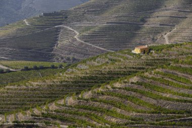 UNESCO Dünya Mirası, Douro Vadisi, Peso da Regua, Vila Real, Portekiz 'deki sonsuz bağlar..