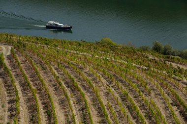 UNESCO Dünya Mirası, Douro Vadisi, Peso da Regua, Vila Real, Portekiz 'deki sonsuz bağlar..