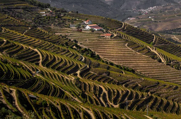 Oktober 2019 Unesco Werelderfgoed Douro Vallei Prachtige Eindeloze Lijnen Van — Stockfoto