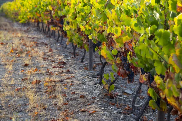 Patrimonio Humanidad Por Unesco Uvas Del Valle Del Duero Interminables —  Fotos de Stock