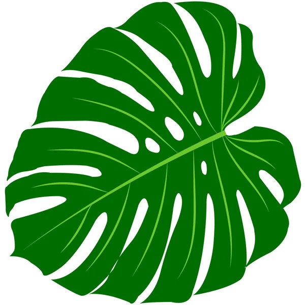 Tropik canavar yaprağı.. 