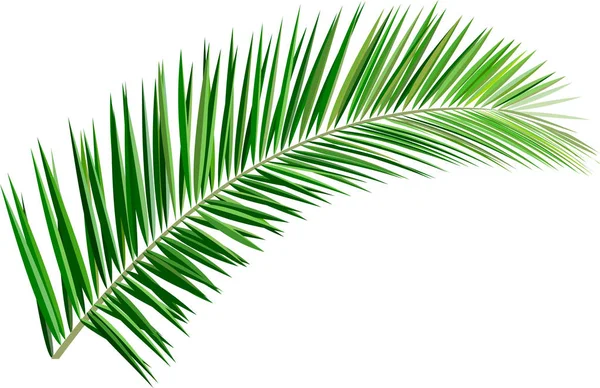 Τροπικές και εξωτικά plant_Palm φύλλα — Διανυσματικό Αρχείο