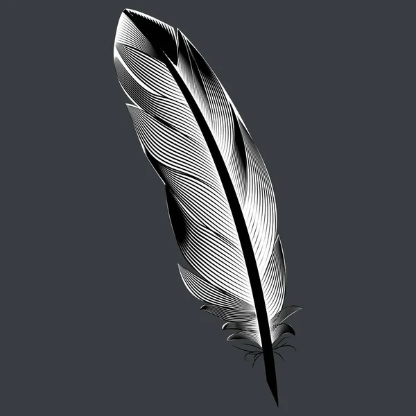 Siyah ve beyaz tüy kuş 