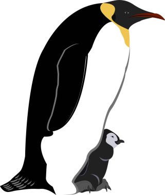  İmparator penguenler. İzoleli