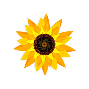 Ortası koyu renkli parlak sarı ayçiçeği. Beyazda izole edilmiş.